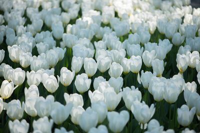 Close-up of white flowering plants