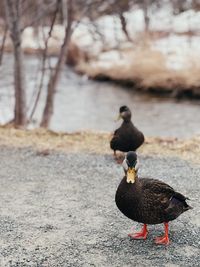 Close-up of duck