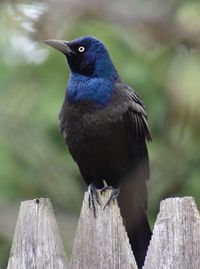 Close-up of bird perching on wood