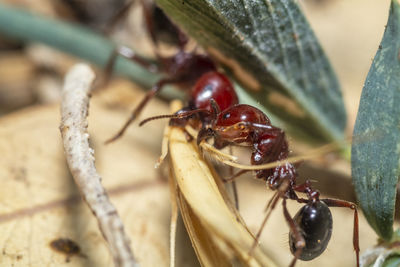 Close-up of insect