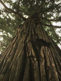 Low angle view of tree in forest