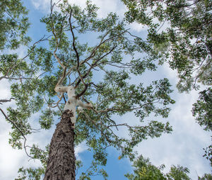 Low angle view of tree against sky