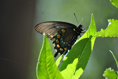 Close-up of butterfly on leaves