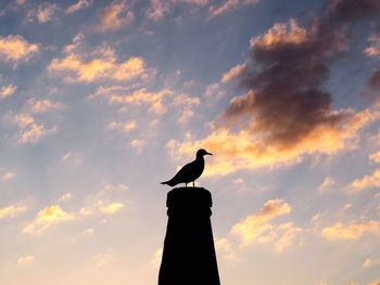 Low angle view of silhouette bird perching on pole against sky