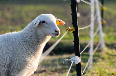 Close-up of an animal