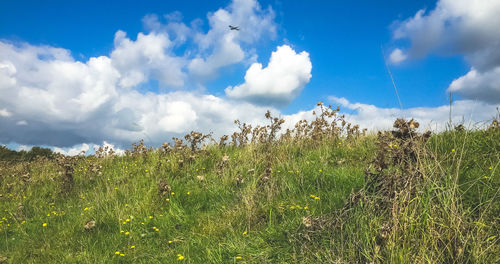 Plants growing on field against sky