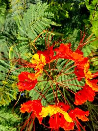 Close-up of red flowers