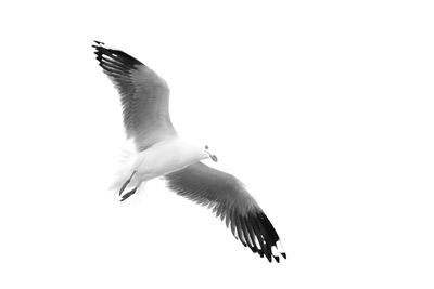 Low angle view of seagull flying against clear sky