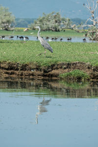 Bird perching on a lake