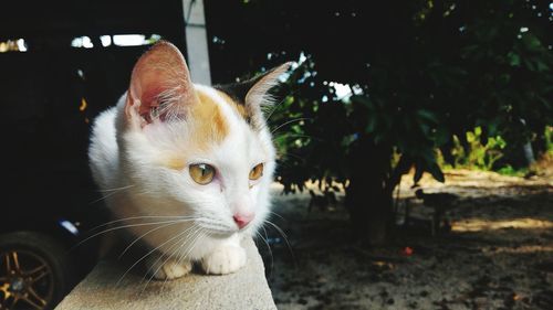 Close-up of cat looking away