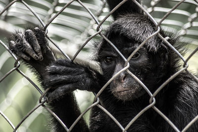 Close-up of monkey in cage at zoo