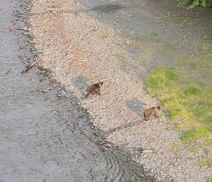 High angle view of bird on field