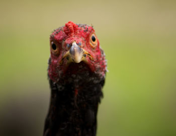 Close-up portrait of a bird