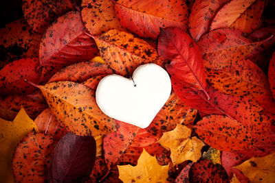 Close-up of heart shape autumn leaf