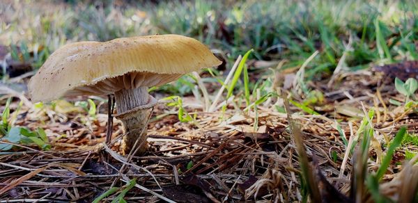 Close-up of mushroom growing on field