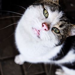 Close-up portrait of cat