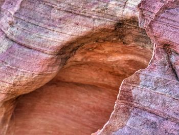 Full frame shot of tree trunk