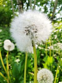 Close-up of dandelion