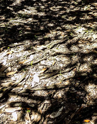 Full frame shot of leaves