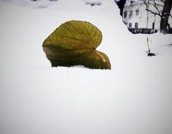 Close-up of leaf against sky