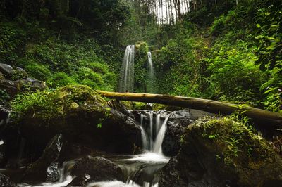 Scenic view of waterfall in forest