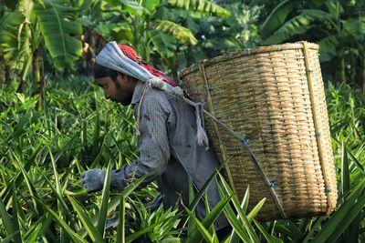 Pineapple field worker working in morning time with a basket attached on the back