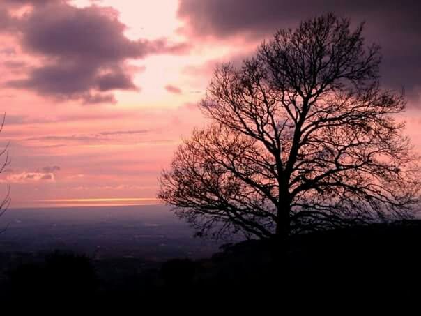 BARE TREE AGAINST CLOUDY SKY