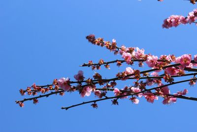 Low angle view of cherry blossom against blue sky