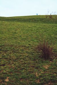Trees on grassy field