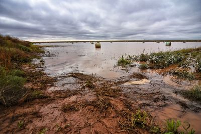 Flooded cotton field -