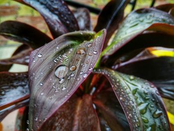 Close-up of wet plant