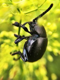 Close-up of insect on leaf