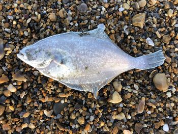 Close-up of dead fish on beach