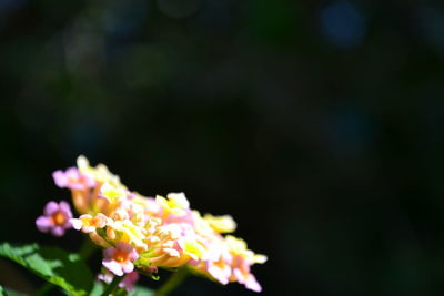 Close-up of pink flowers blooming outdoors