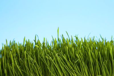 Low angle view of grass growing against clear sky