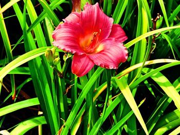 Close-up of pink flower