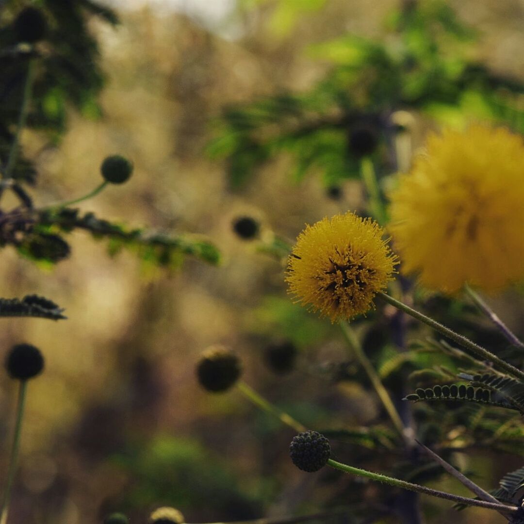 flower, yellow, growth, freshness, fragility, focus on foreground, beauty in nature, plant, flower head, nature, stem, petal, close-up, blooming, dandelion, in bloom, selective focus, wildflower, field, outdoors