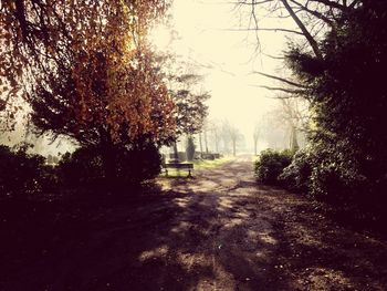 Footpath amidst trees