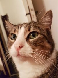 Close-up portrait of a cat looking away