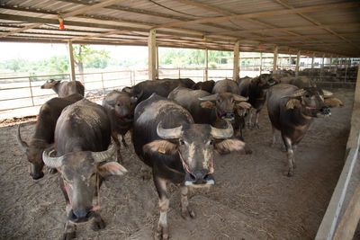 Cows standing on field