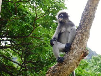 Low angle view of monkey sitting on tree