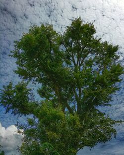 Low angle view of trees against cloudy sky