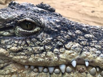 Close-up of a reptile 