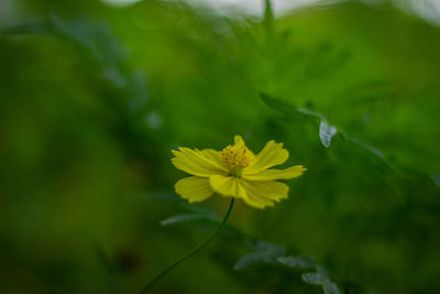 Close-up of yellow flowering plant