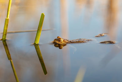 Close-up of lizard on wood