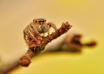 Close-up of spider