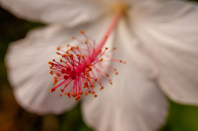 Close-up of white hibiscus flower and stamen