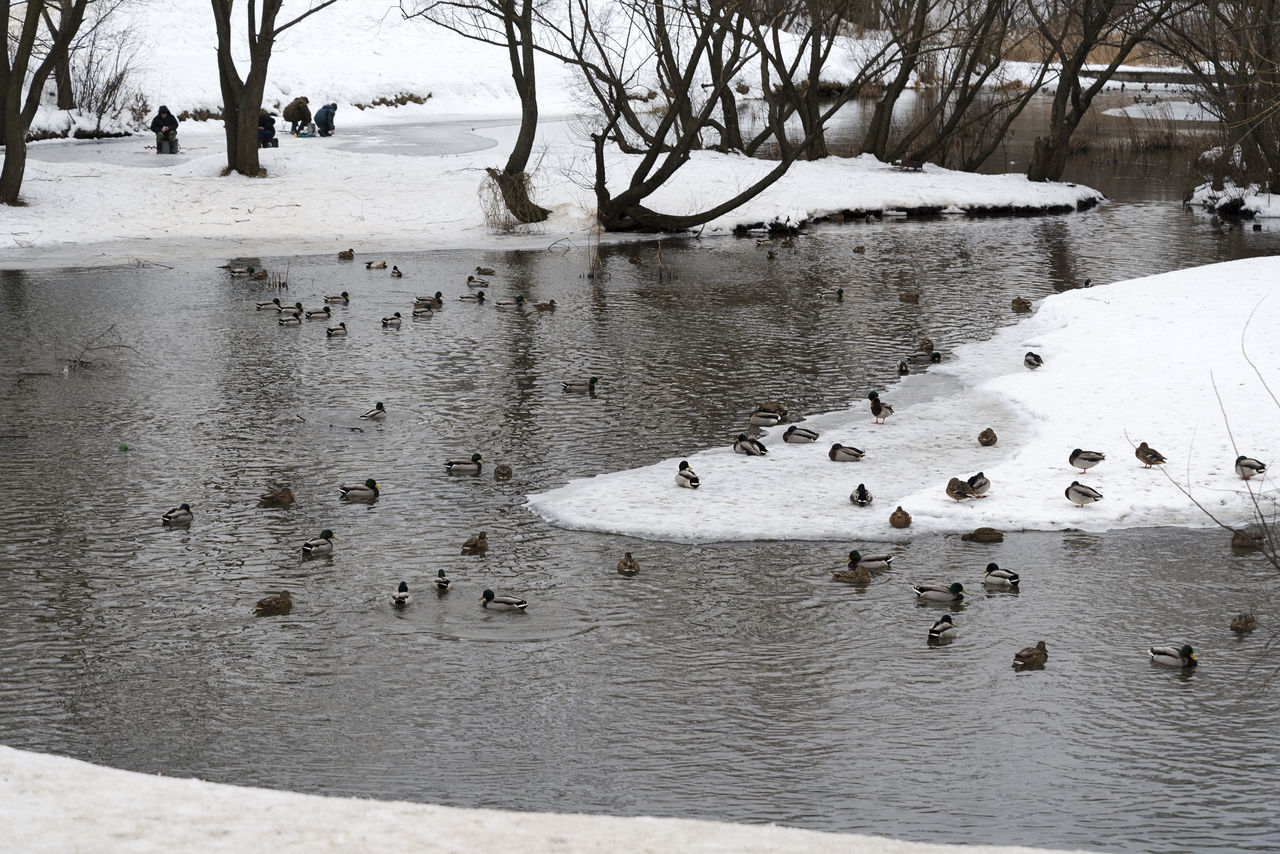 BIRDS IN FROZEN LAKE