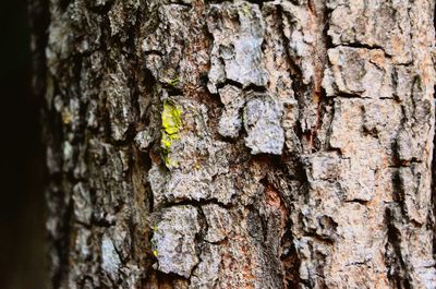 Close-up of insect on tree trunk