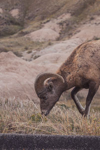 Side view of a bighorn sheep on field